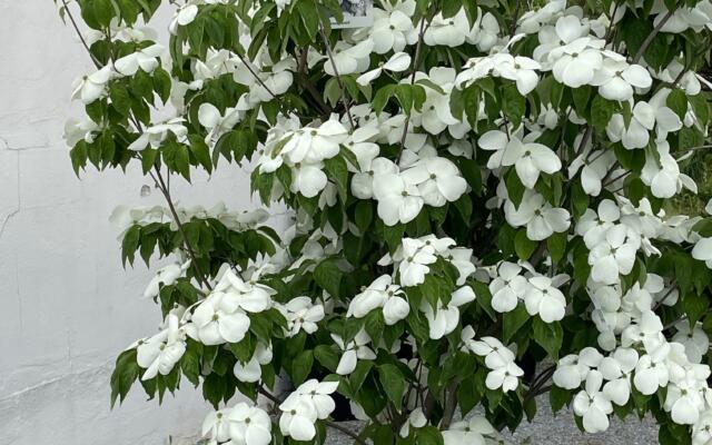 Cornus Aurora Selvåg gartneri hagesenter