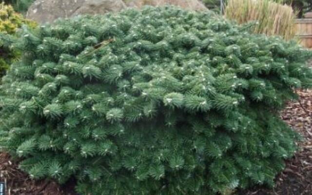 Abies Koreana Tundra Selvåg Gartneri Hagesenter