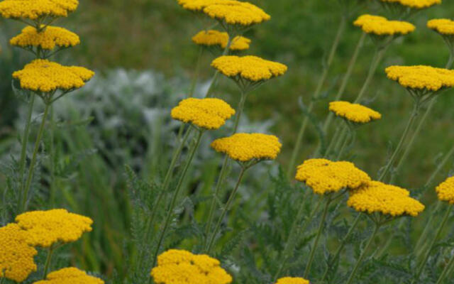 Achillea Filipendulina Selvåg Gartneri Hagesenter