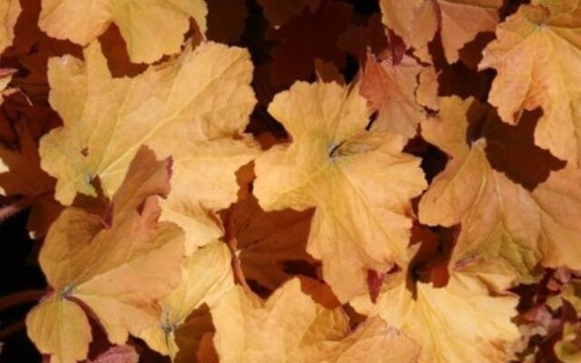 Alunrot Heuchera Caramel