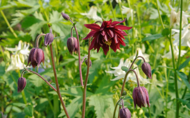 Aquilegia Ruby Port Selvåg Gartneri Hagesenter