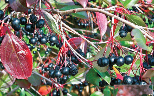 Aronia Bær Selvbåg Gartneri Hagesenter