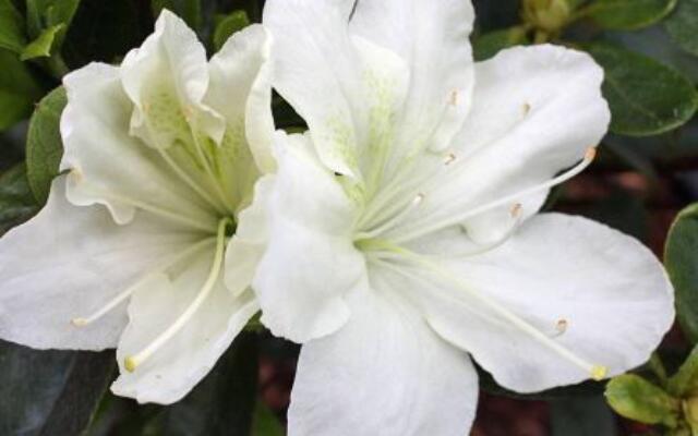 Azalea Schneesturm Selvåg gartneri hagesenter