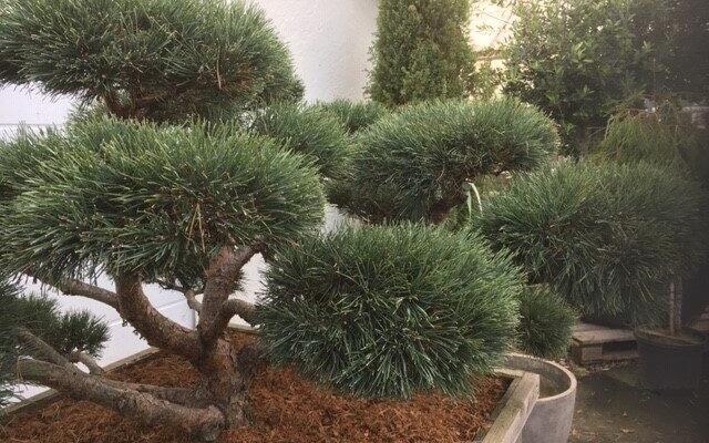 Bonsai Furu Selvåg Gartneri Hagesenter