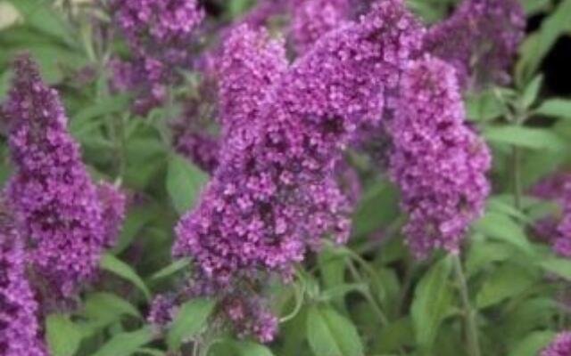 Buddleja Davidii Peacock Sommerfuglbusk Selvåg Gartneri Hagesenter