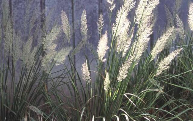 Calamagrostis Brachytricha