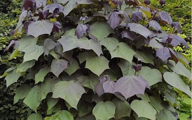 Catalpa X Erubescens Purpurea Selvåg Gartneri Hagesenter