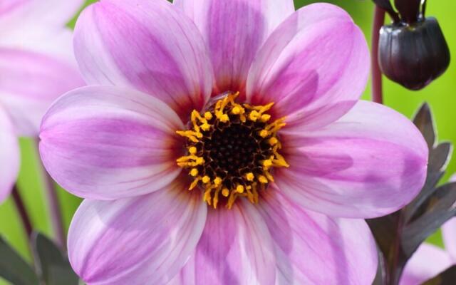 Dahlia Mystic Dreamer