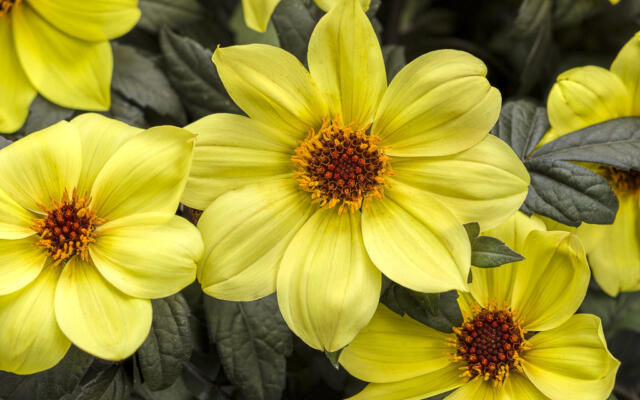 Dahlia Mystic Illusion Selvåg Gartneri Og Hagesenter