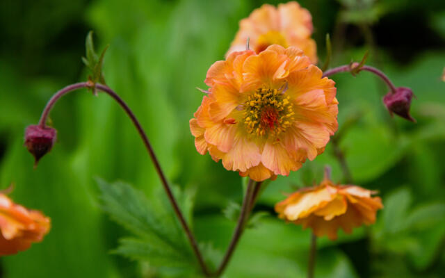 Geum Totally Tangerine Selvåg Gartneri Hagesenter Sh