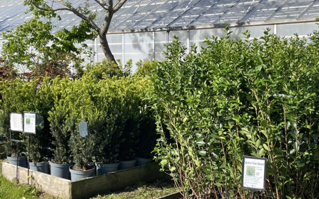 Hekkplanter Selvåg gartneri hagesenter IMG 2693