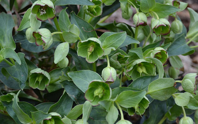 Helleborus Selvåg Gartneri Hagesenter 2