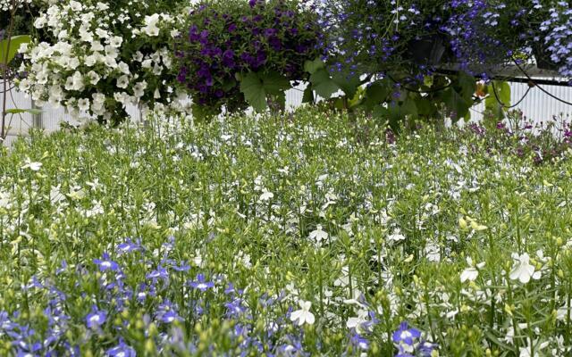 Lobelia Og Ampler Selvåg Gartneri Hagesenter