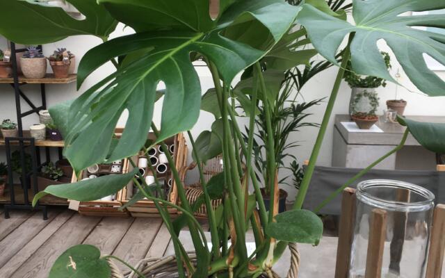 Monstera Selvåg Gartneri Hagesenter