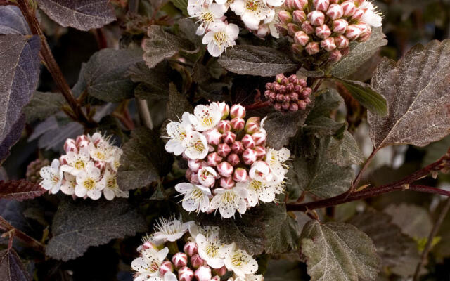 Physocarpus Optifolius Diabolo Selvåg Gartneri Hagesenter