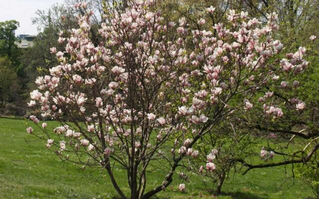 Praktmagnolia Selvag Gartneri