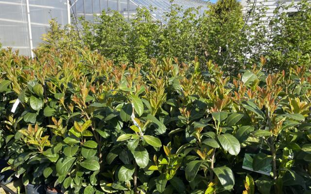 Prunus Etna Selvåg gartneri hagesenter