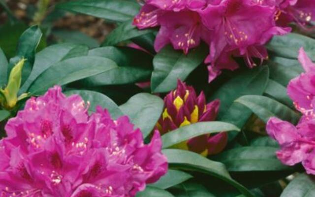 Rhododendron Anna Kruschke Selvåg Gartneri Og Hagesenter