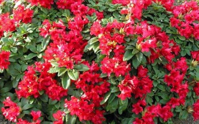 Rhododendron Bengal Selvåg Gartneri Hagesenter