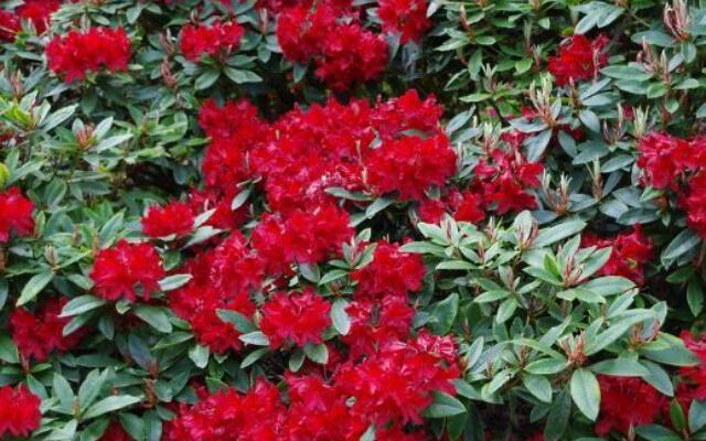 Rhododendron Manderly Selvåg Gartneri Hagesenter