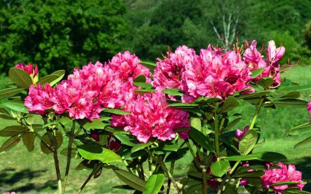 Rhododendron Marie Fortier Sh Selvåg Gartneri Hagesenter