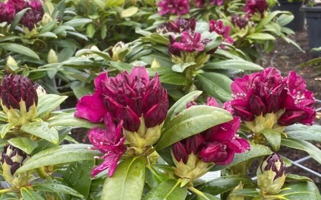 Rhododendron Polarnacht Selvåg Gartneri Hagesenter Snip