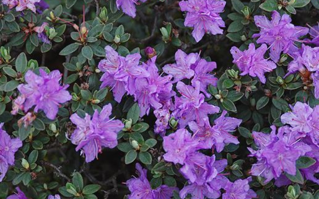 Rhododendron Ramapo Selvåg Gartneri Hagesenter