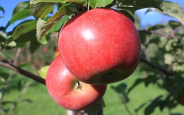 Rød Aroma Epletre Selvåg Gartneri Og Hagesenter