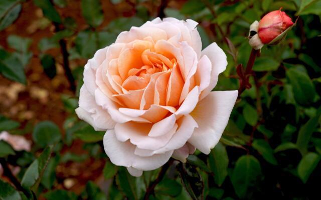 Spicy Parfuma rose Selvåg gartneri hagesenter