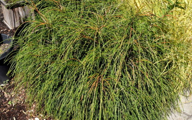 Thuja Whipcord Selvåg Gartneri Hagesenter