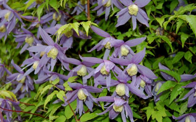 Klematis Clematis7 Selvag Gartneri