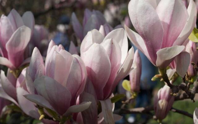 Magnolia Storblomstret Sekvag Gartneri